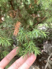 Juniperus oxycedrus