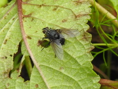 Tachinidae