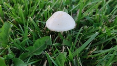 Agaricus campestris