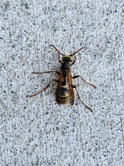 Mischocyttarus flavitarsis