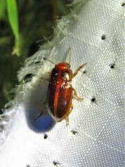 Harpalus gravis