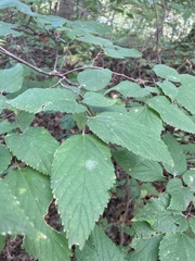 Celtis occidentalis