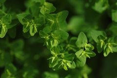 Euphorbia peplus