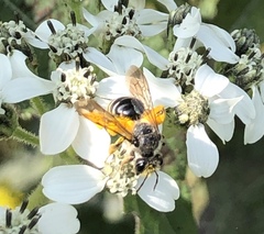 Callandrena