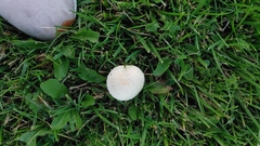Agaricus campestris