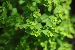 Euphorbia peplus
