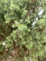 Juniperus oxycedrus