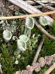 Cladonia chlorophaea