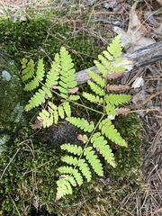 Gymnocarpium dryopteris