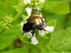 Bombus ephippiatus