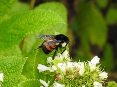 Bombus ephippiatus