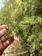 Juniperus oxycedrus