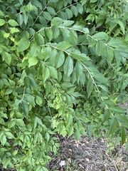 Lonicera maackii
