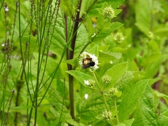Bombus ephippiatus