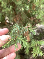 Juniperus oxycedrus