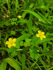 Oxalis grandis