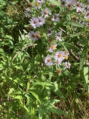 Symphyotrichum laeve