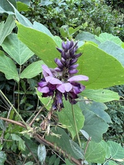 Pueraria