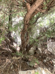 Juniperus oxycedrus
