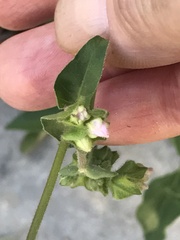 Mirabilis nyctaginea