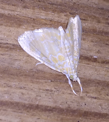 Glaphyria glaphyralis