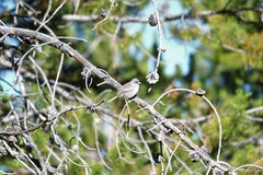 Junco hyemalis caniceps