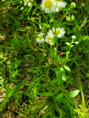 Erigeron philadelphicus