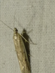 Homoeosoma nebulella