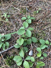 Polygaloides paucifolia