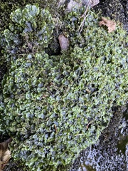 Pallavicinia lyellii