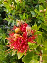 Metrosideros fulgens