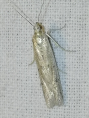 Homoeosoma nebulella