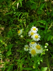 Erigeron philadelphicus