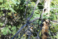 Junco hyemalis caniceps