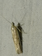 Homoeosoma nebulella