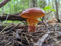 Suillus clintonianus