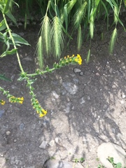 Amsinckia calycina