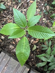 Dendrocnide meyeniana