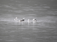 Aechmophorus clarkii