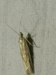Homoeosoma nebulella
