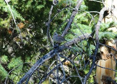 Junco hyemalis caniceps