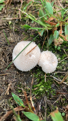 Lycoperdon curtisii