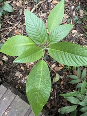 Dendrocnide meyeniana