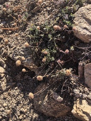 Monardella australis