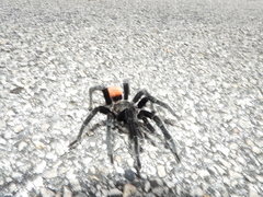 Tliltocatl epicureanus