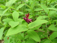Lonicera chamissoi