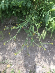 Amsinckia calycina