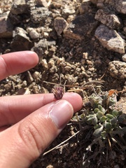 Monardella australis