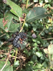 Datana major