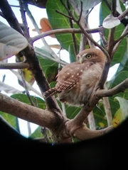 Glaucidium brasilianum